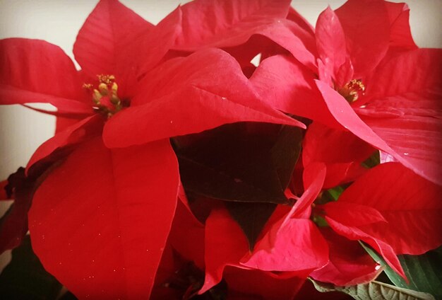 Close-up of red flowers