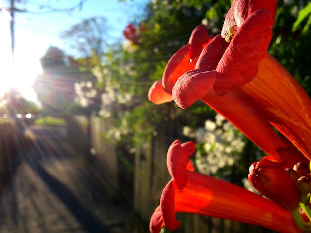 Photo close-up of red flowers