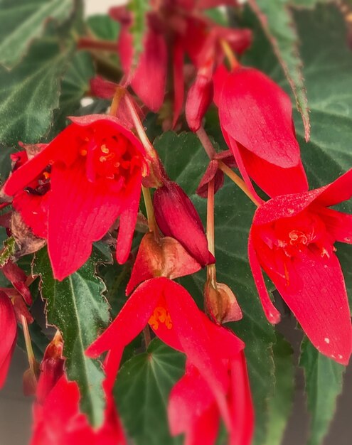 Close-up of red flowers