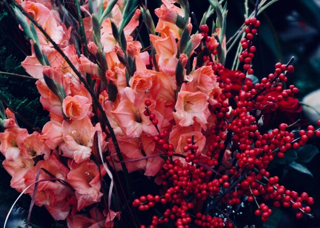 Photo close-up of red flowers