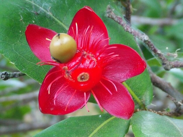 Foto prossimo piano di fiori rossi