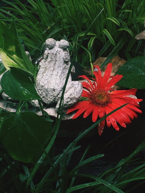 Close-up of red flowers