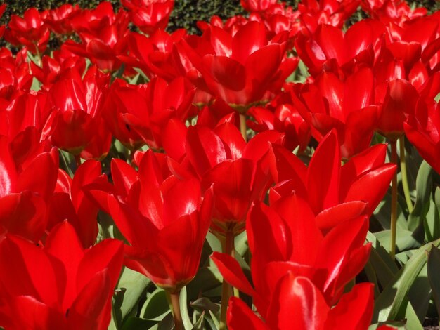 Close-up of red flowers