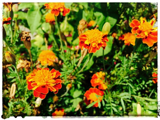 Close-up of red flowers