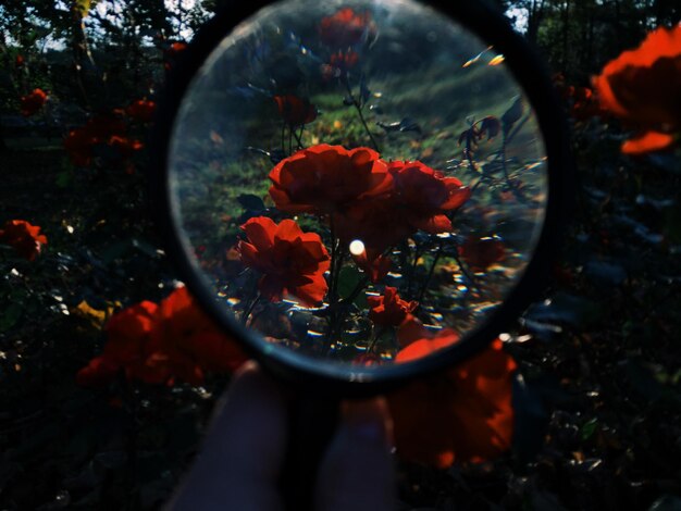 Photo close-up of red flowers