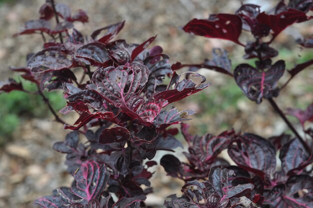 Photo close-up of red flowers