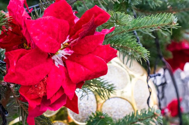 Close-up of red flowers