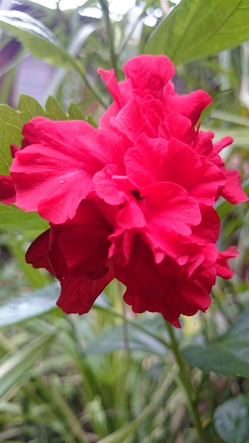 Close-up of red flowers