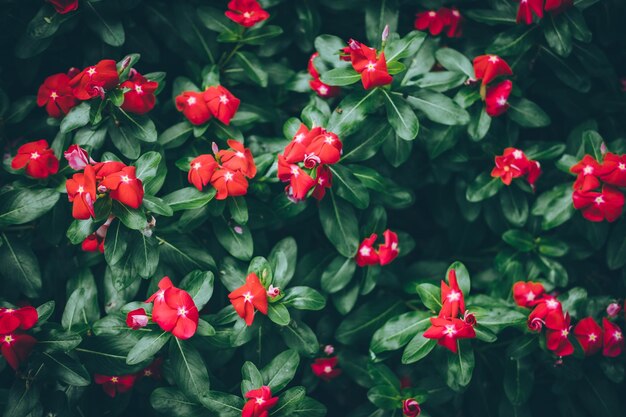 Close-up of red flowers