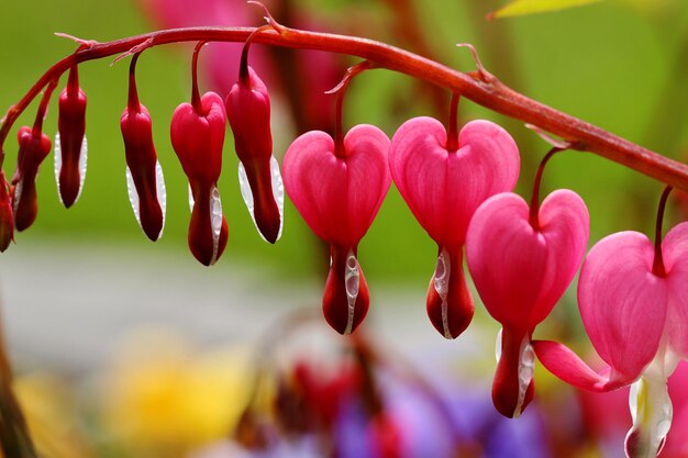 Foto prossimo piano di fiori rossi