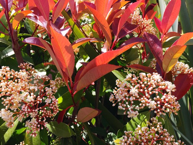 Foto prossimo piano di fiori rossi