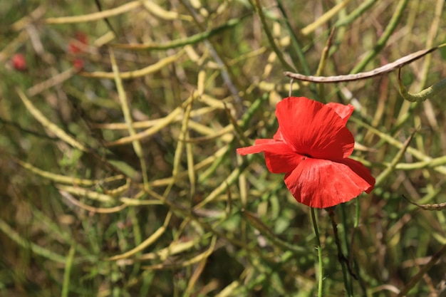 Photo close-up of red flowers