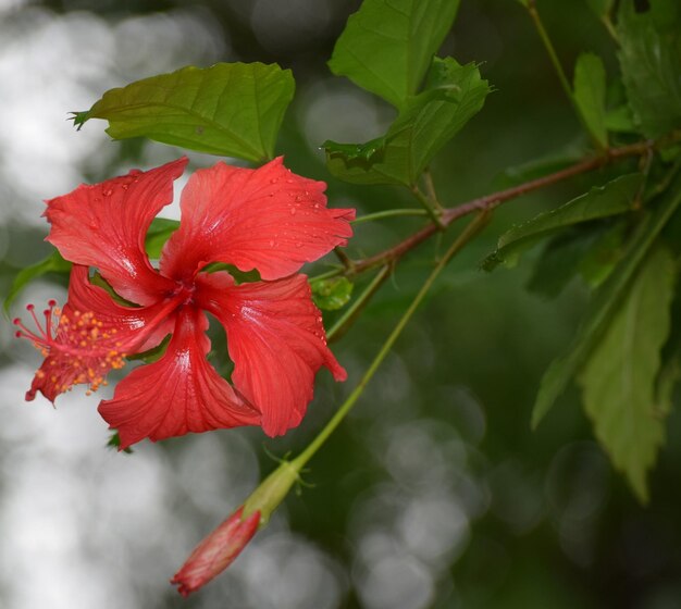 Close-up of red flowers