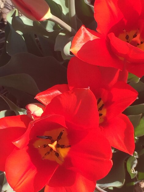 Close-up of red flowers