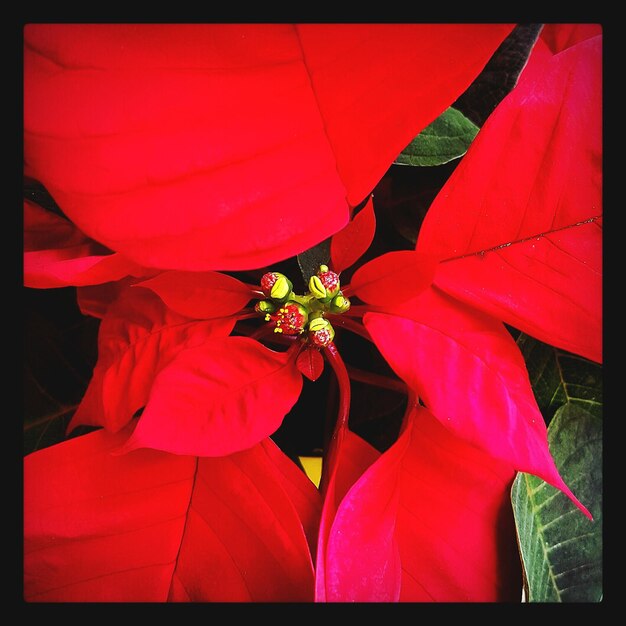 Close-up of red flowers