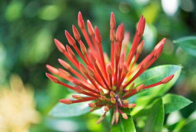 Close-up of red flowers