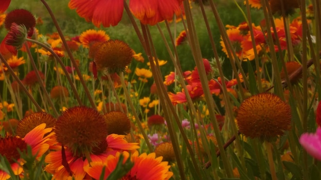 Close-up of red flowers