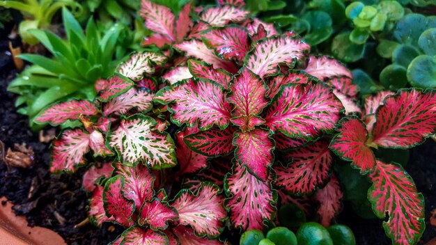 Close-up of red flowers