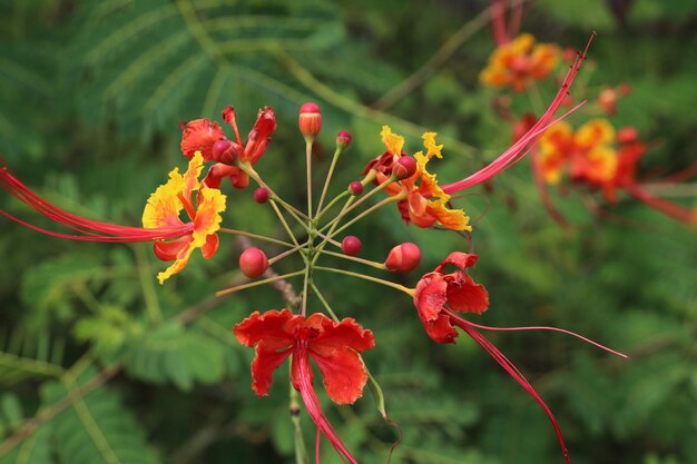 Close-up of red flowers