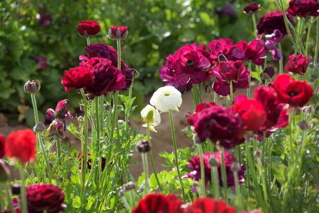 Foto prossimo piano di fiori rossi