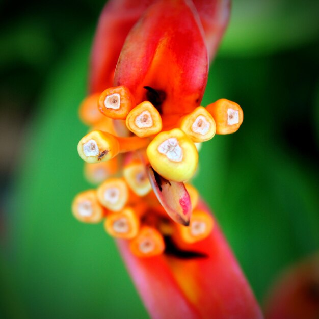 Close-up of red flowers