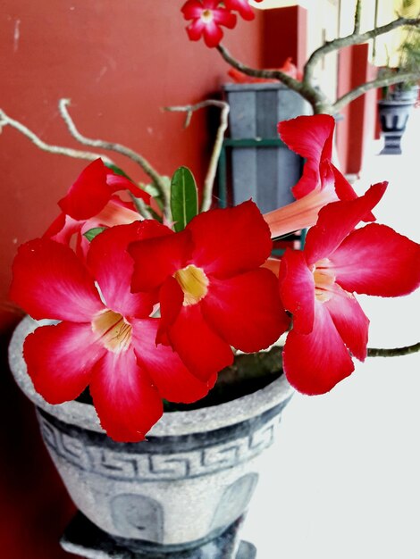 Close-up of red flowers