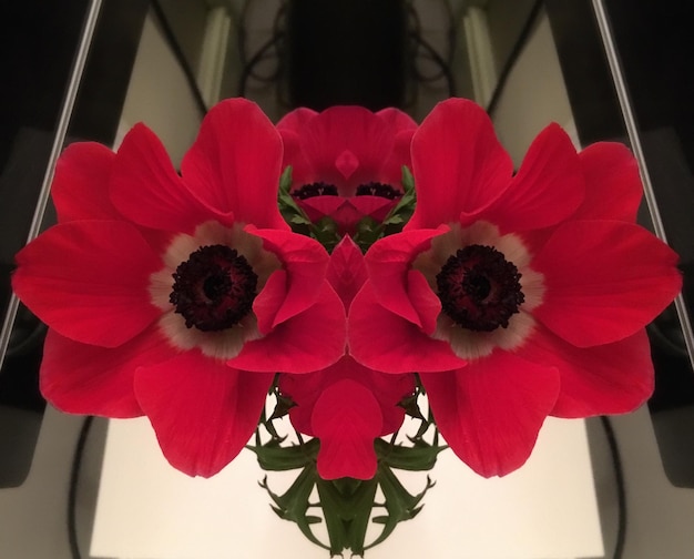 Close-up of red flowers