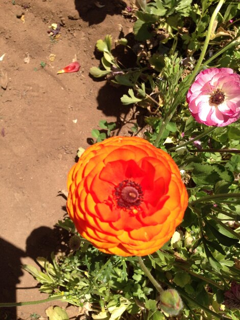 Photo close-up of red flowers