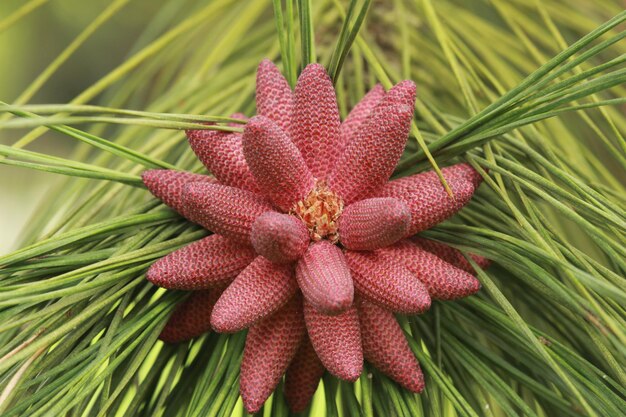 Foto close-up di fiori rossi