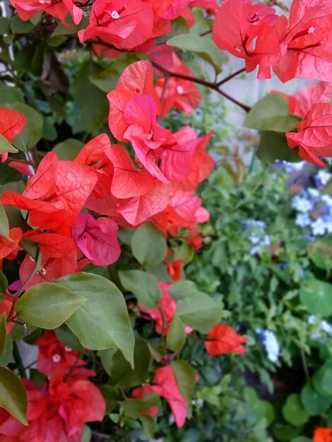 Close-up of red flowers