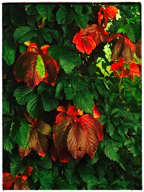 Photo close-up of red flowers