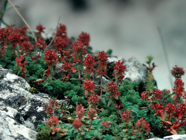 Foto prossimo piano di fiori rossi