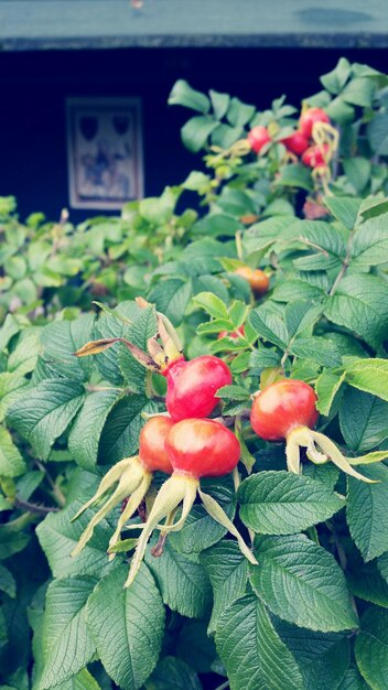 Foto prossimo piano di fiori rossi