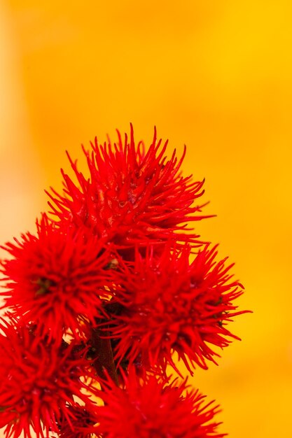 Close-up of red flowers