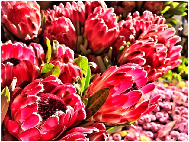 Close-up of red flowers