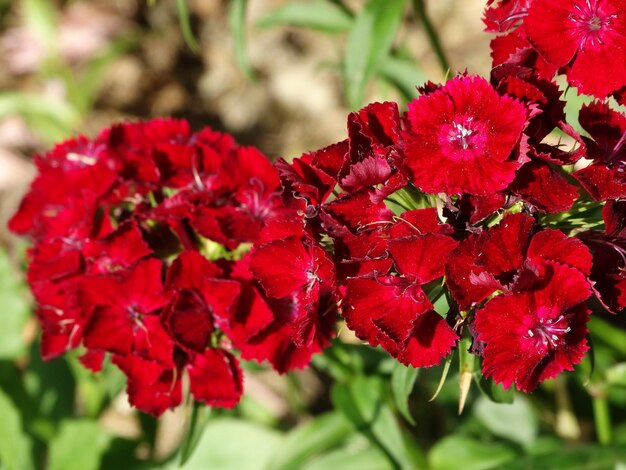 Foto prossimo piano di fiori rossi