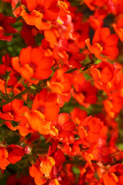 Foto prossimo piano di fiori rossi