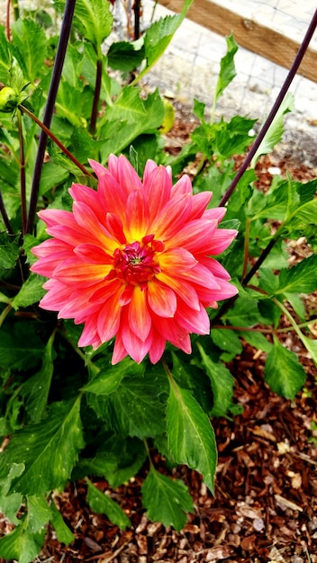 Foto prossimo piano di fiori rossi