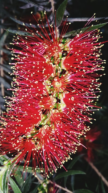 Foto prossimo piano di fiori rossi