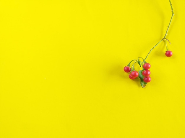 Close-up of red fruit against yellow background