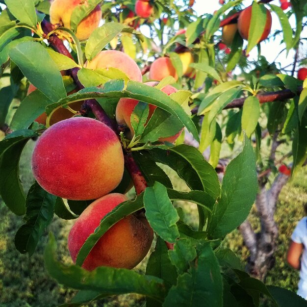 Close-up of red fruit growing on tree