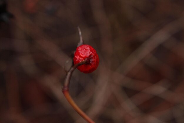 Close-up of red fruit