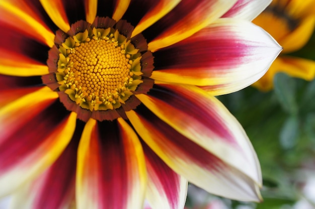 Close-up of red gazania blooming outdoors