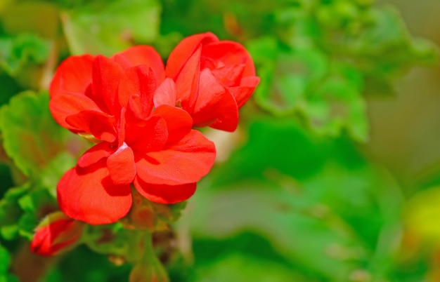 Close up of a red geranium in a green park