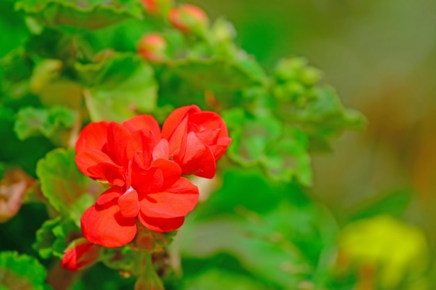 Close up of a red geranium in a green park