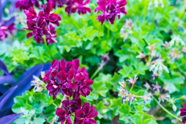 Photo close up of red geraniums