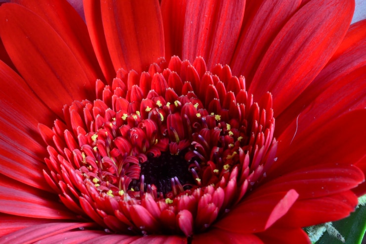 Photo close-up of red gerbera daisy blooming outdoors