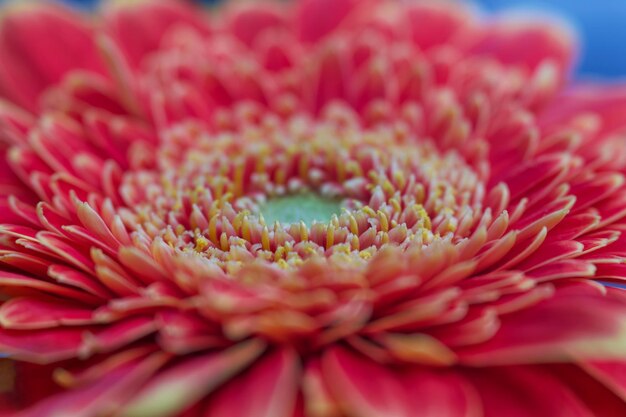 Photo close up red gerbera