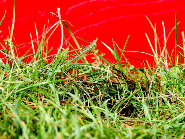 Foto prossimo piano dell'erba rossa