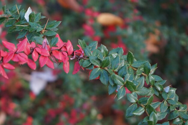 Photo close-up of red and green leaves